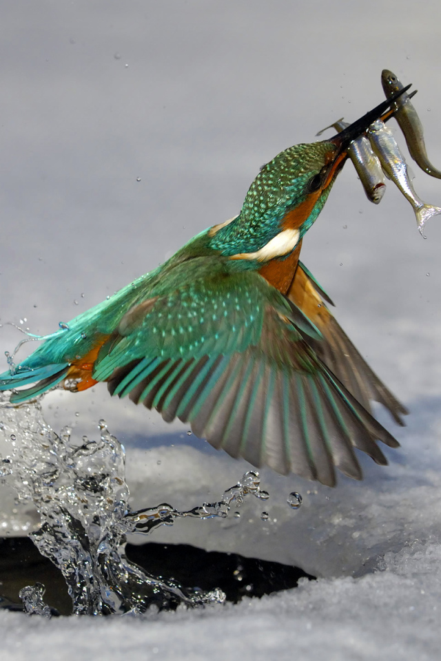 Обыкновенный зимородок