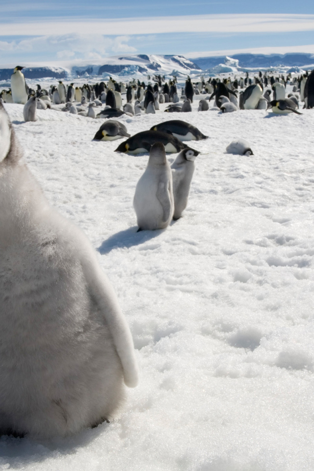 Любопытный пингвин