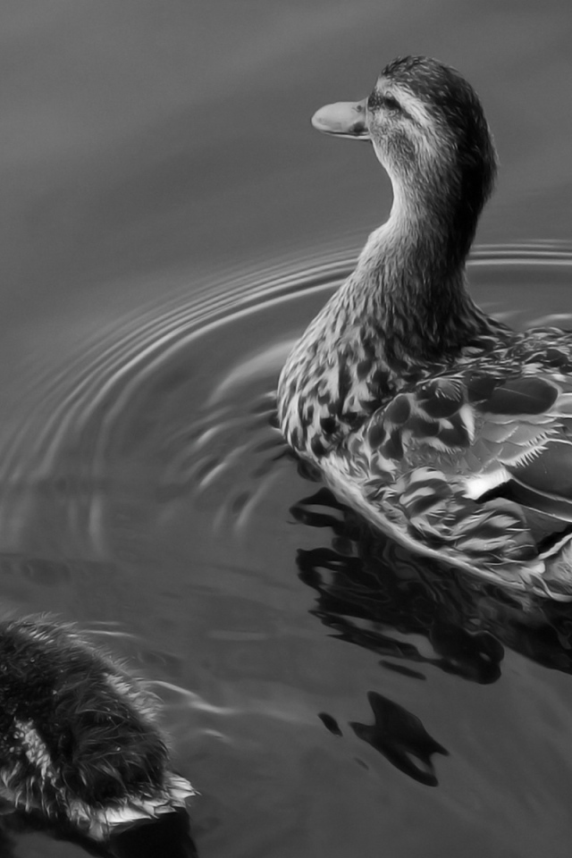 Утка и утенок