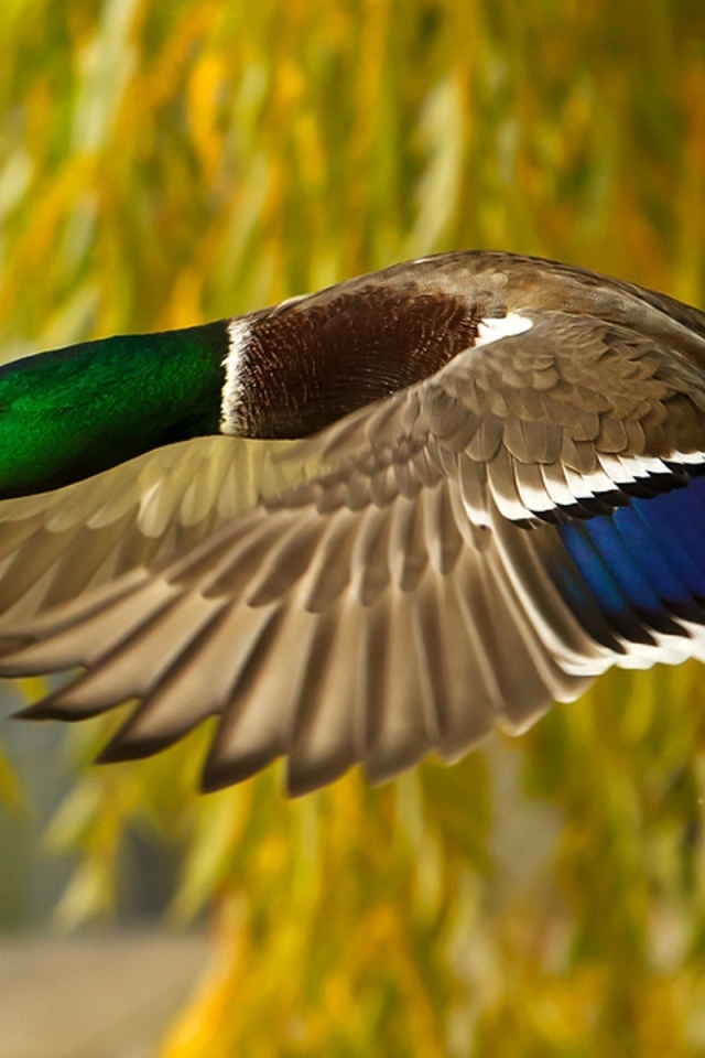 Утка в полете