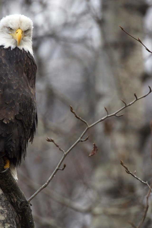 Орел на ветке