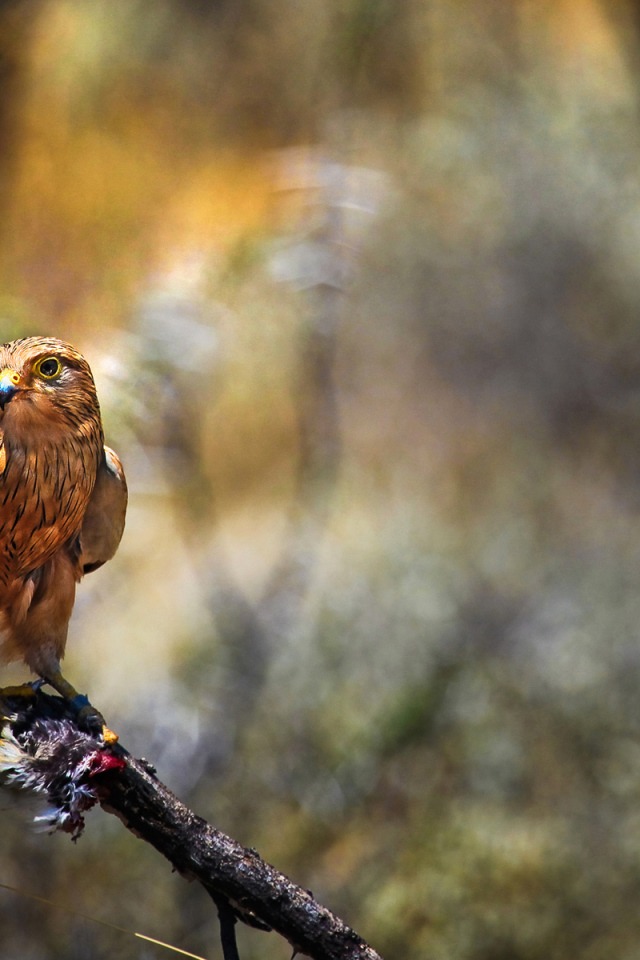 Сокол с добычей