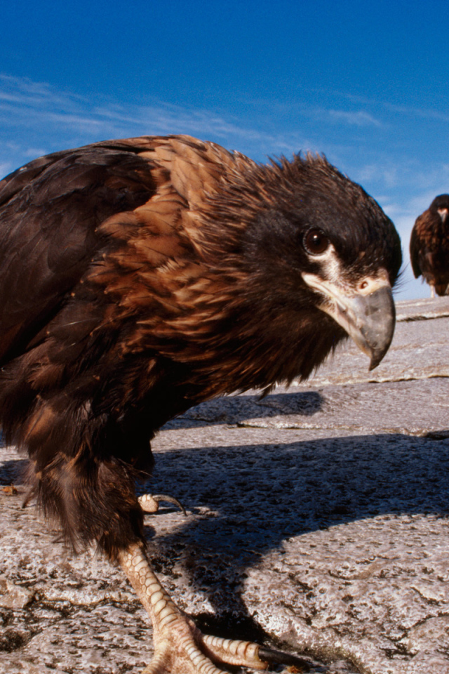 Семейство каракары