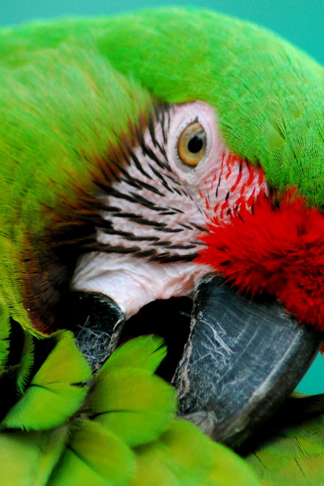 Зеленый попугай