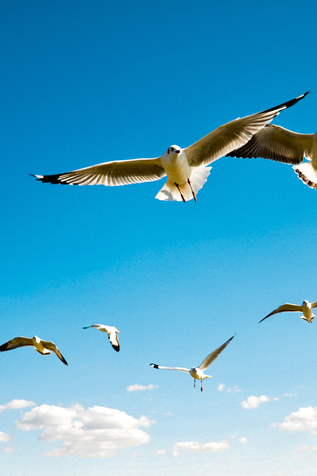 Gulls in the sky