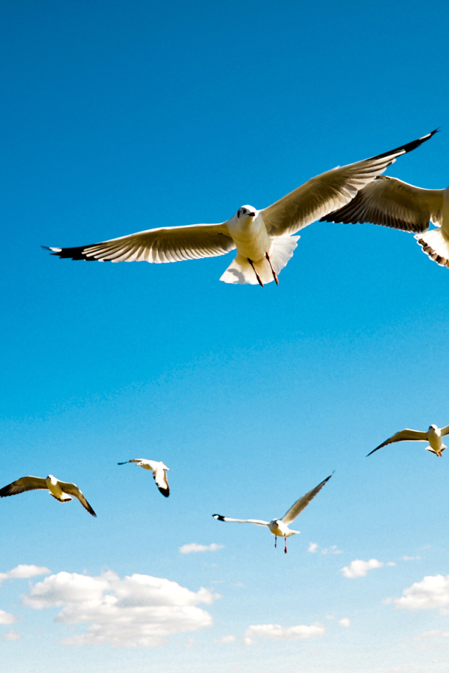 Чайки в небе