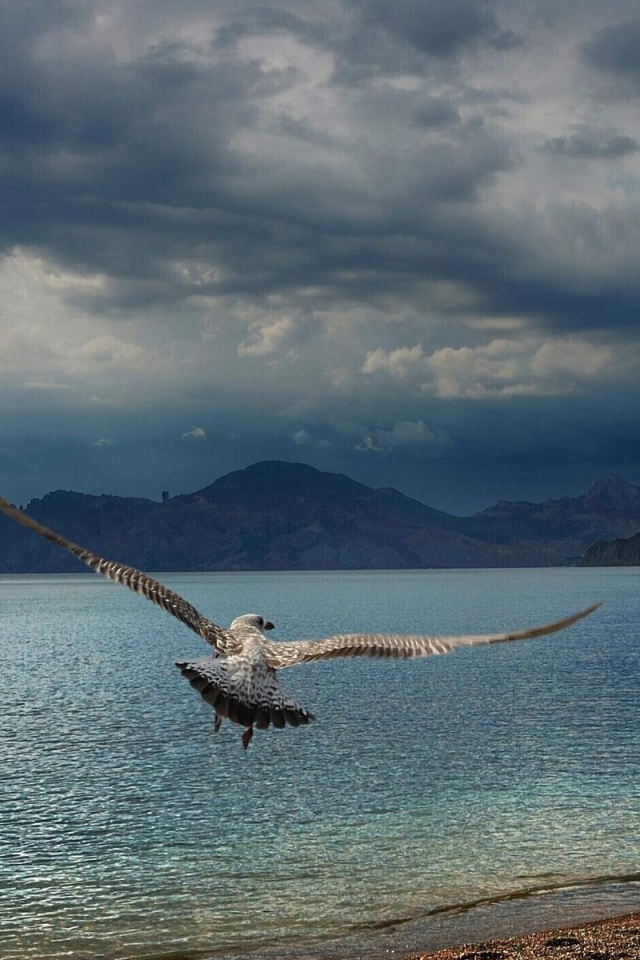 Расправив крылья