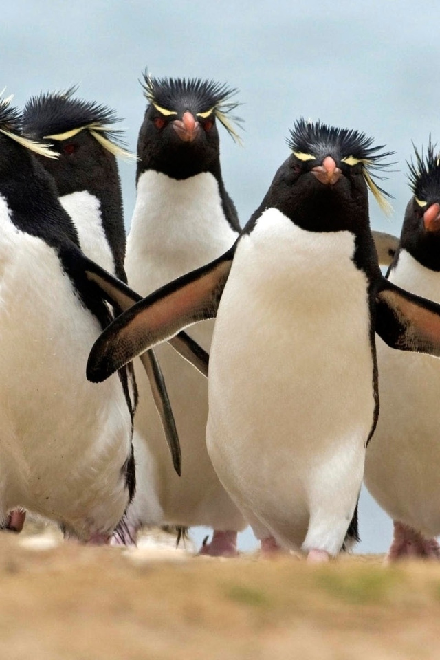 Королевские пингвины