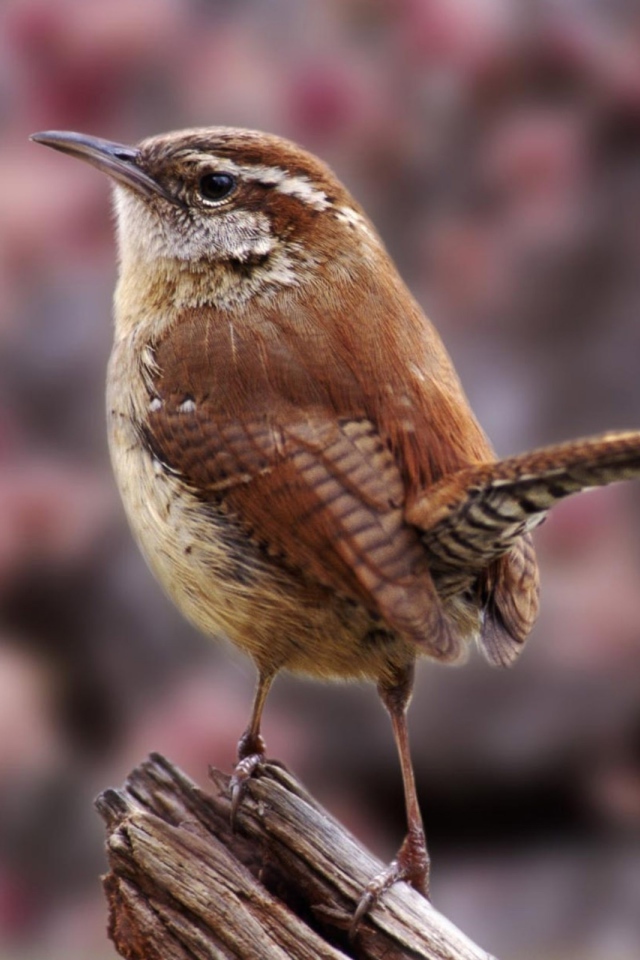 Маленькая птичка