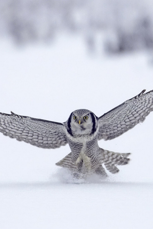 Сова на охоте