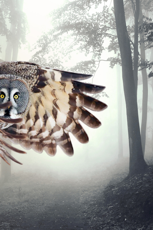 Сова в полете