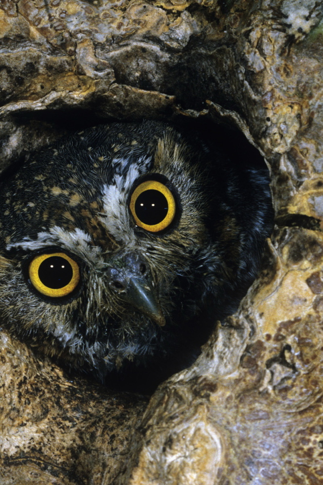 Сова в дупле