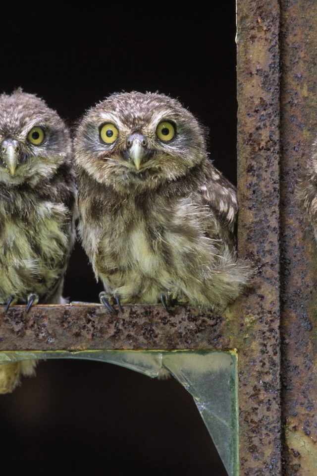 Совы в окне