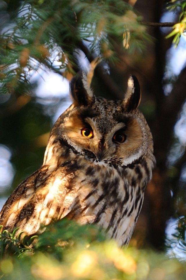 Сова на ветке