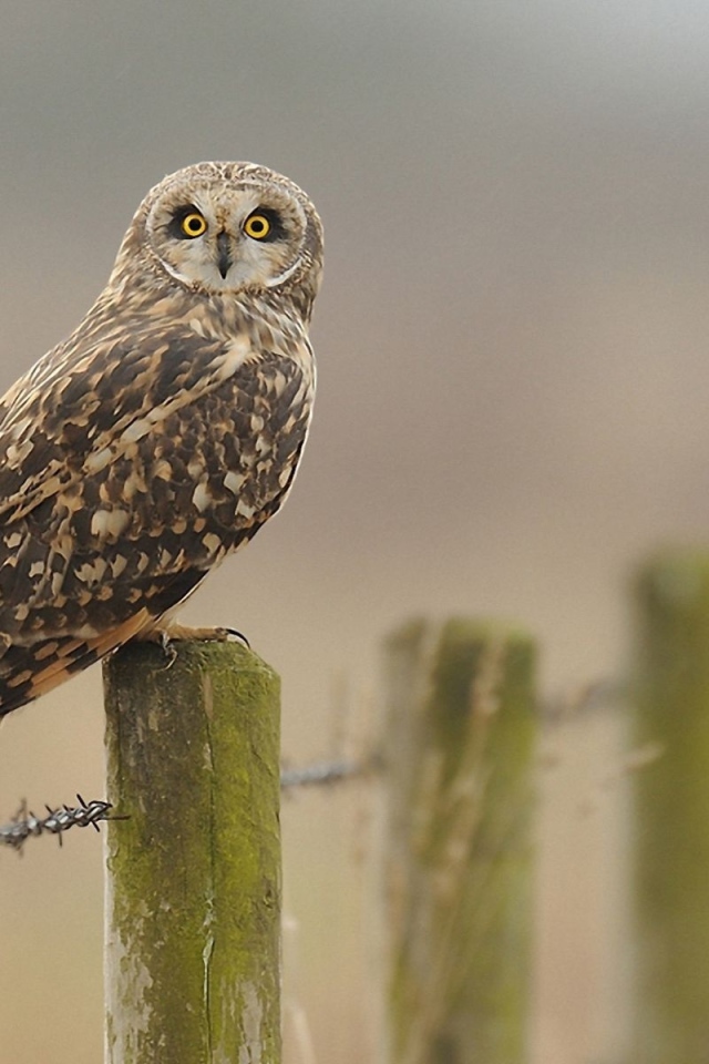 Сова на заборе