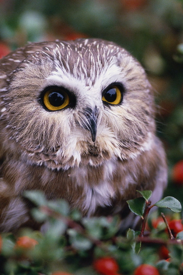 Совенок на кусту