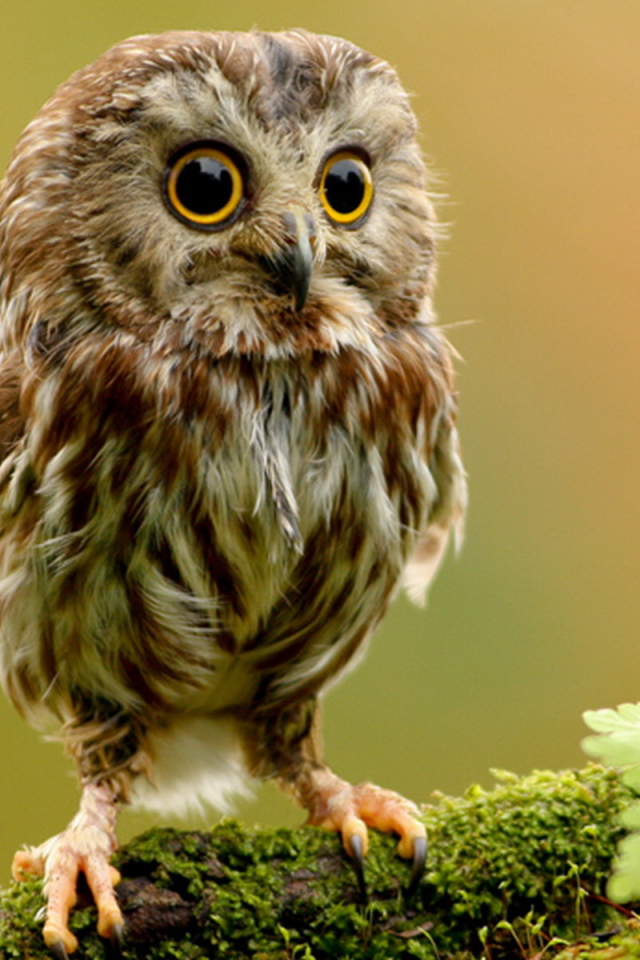 Совенок на ветке