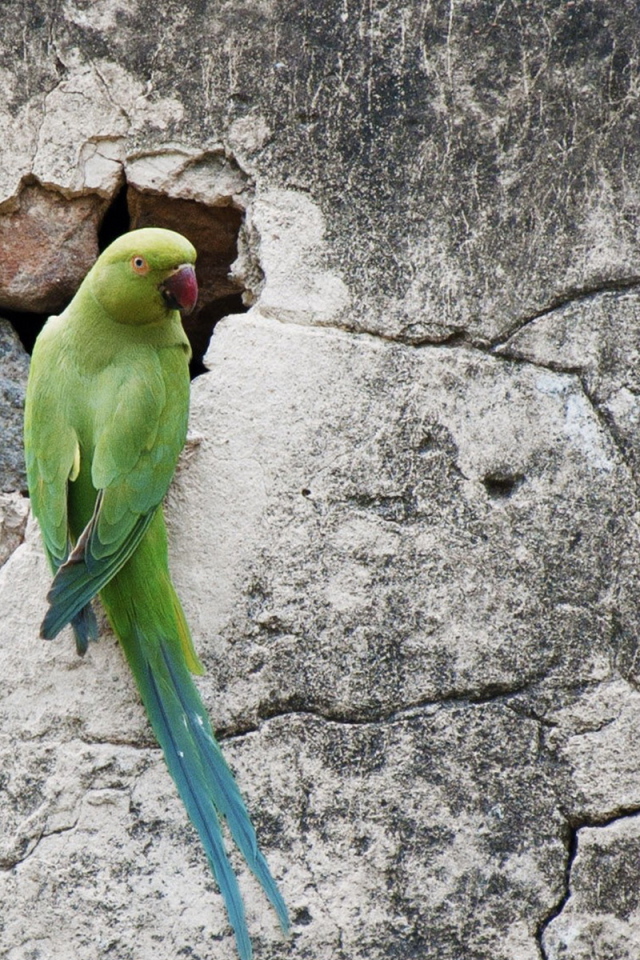 Попугай на стене