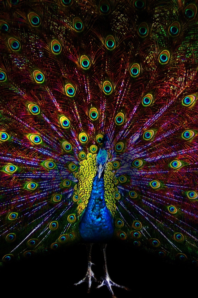 Павлин с ярким хвостом