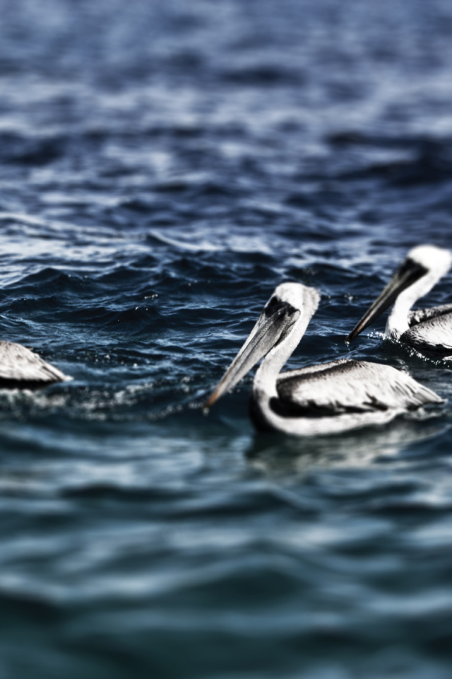 Пеликаны на воде
