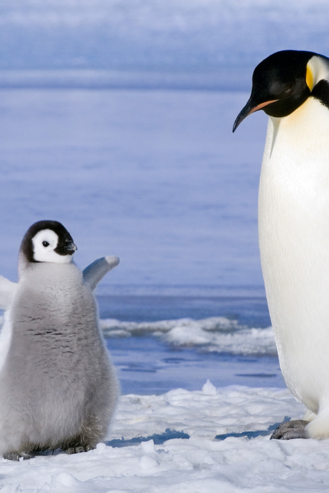 Пингвин и птенец