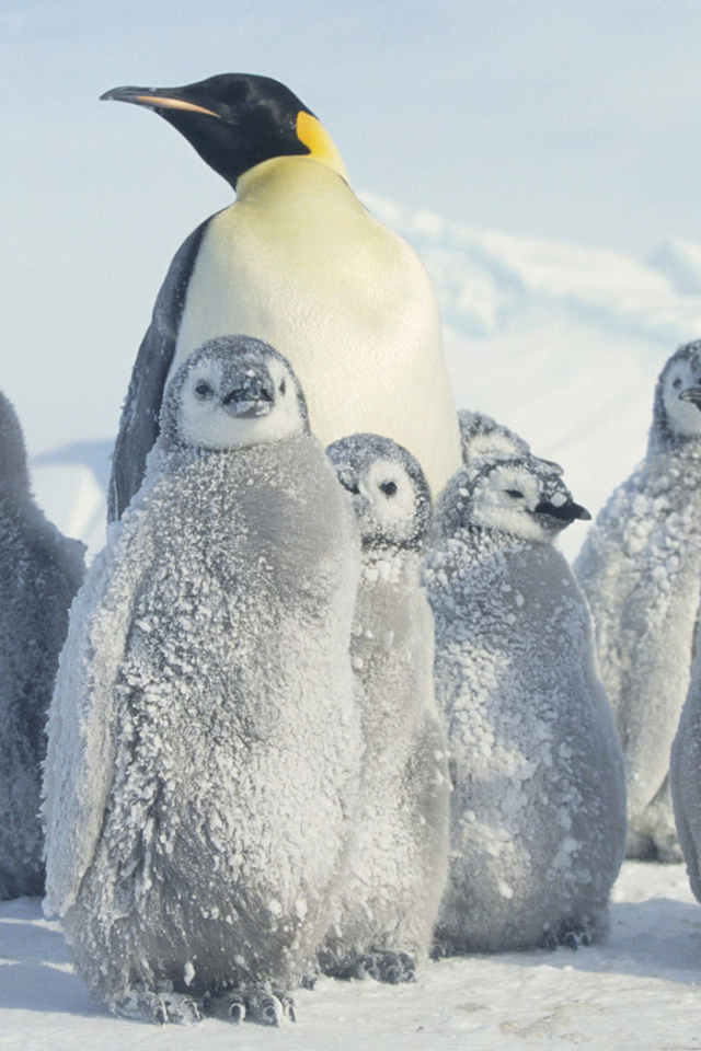 Пингвин и малыши