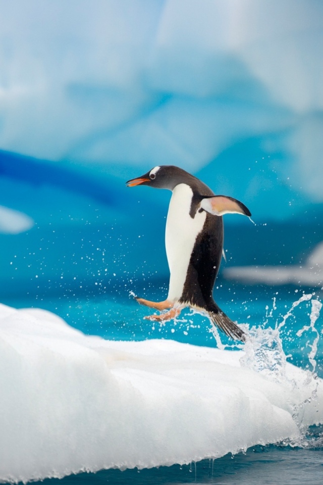 Пингвин в прыжке