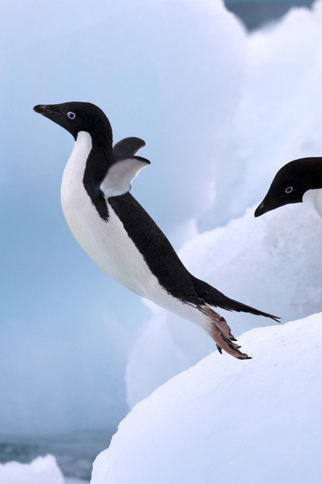 Пингвин в прыжке