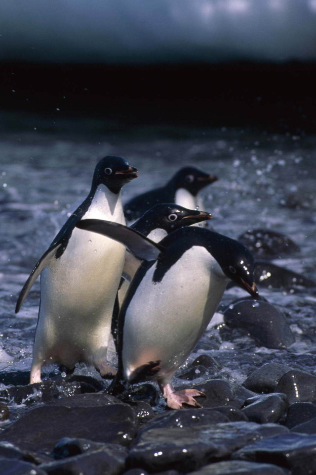 Пингвины на камнях