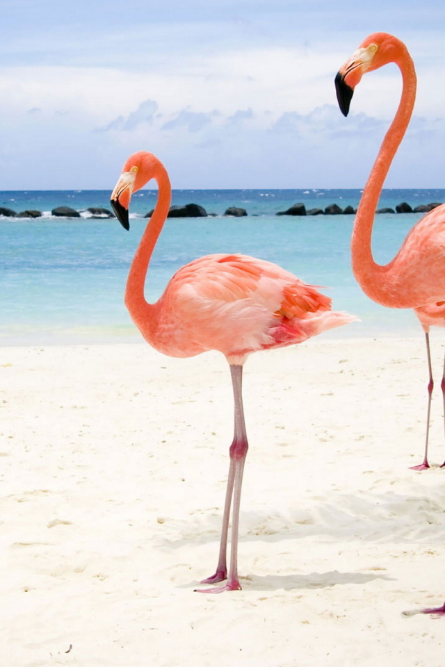 Розовый фламинго на берегу