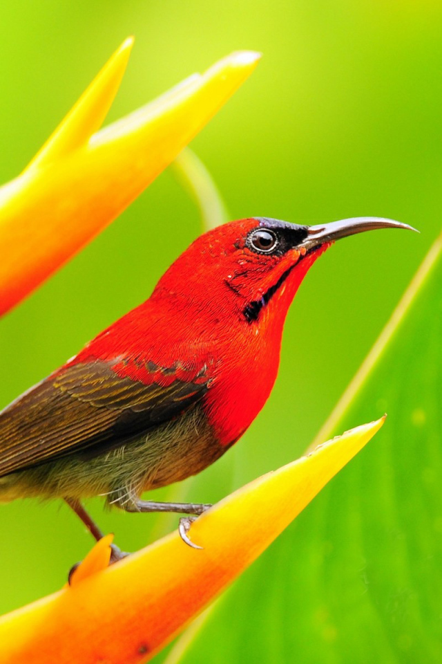 Красная птичка