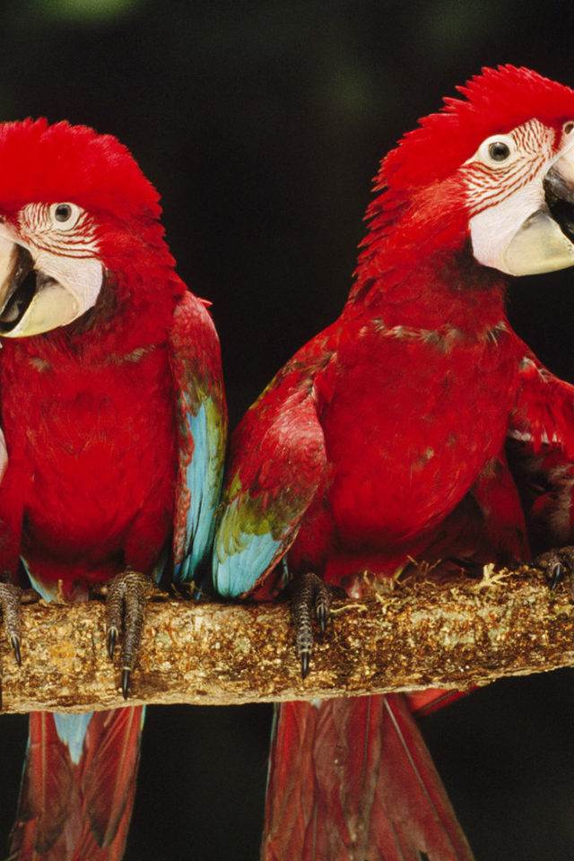 Красные ары