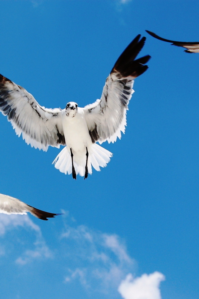 Морские чайки