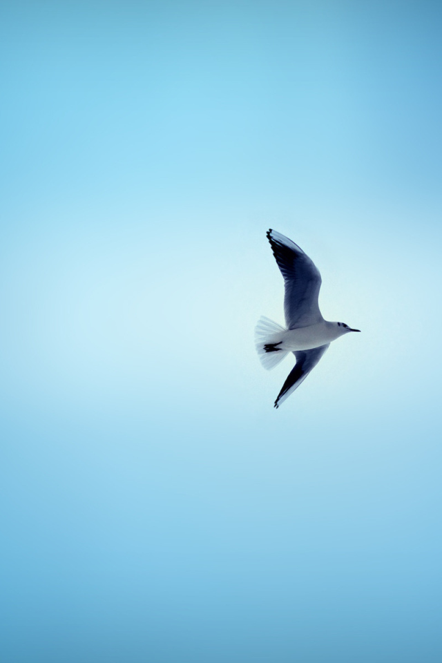 Чайка в небе