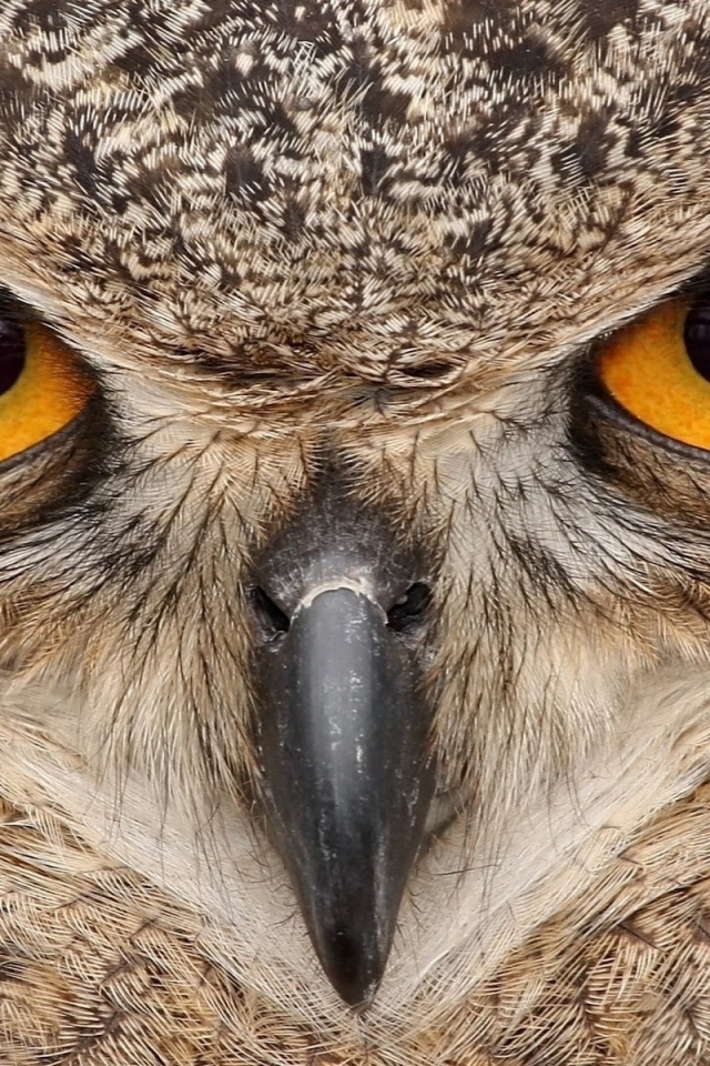 Взгляд хищника