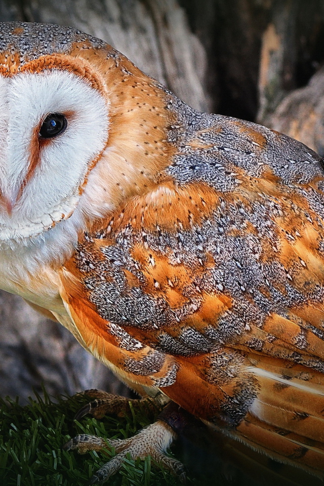 Полярная сова