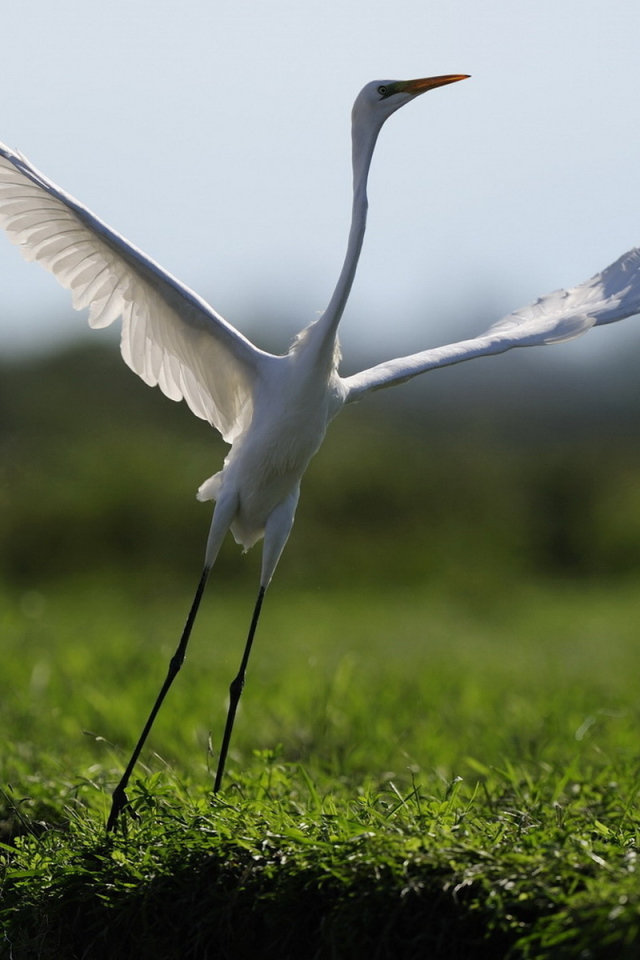 Взлетающая цапля