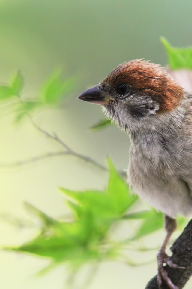 Воробей на веточке