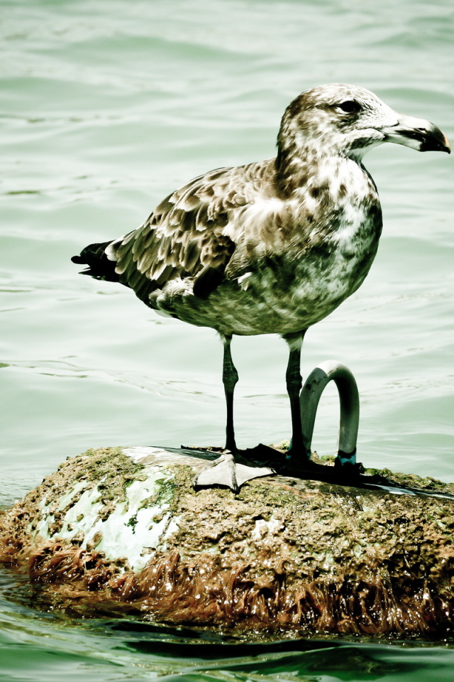 Пятнистая чайка