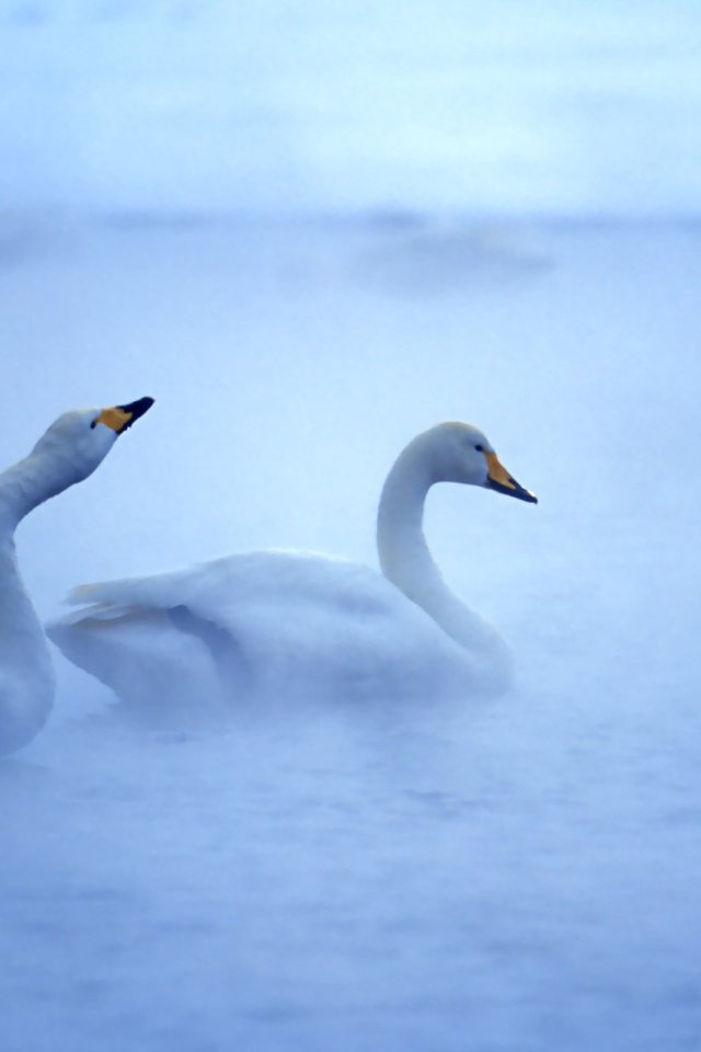 Лебединая пара