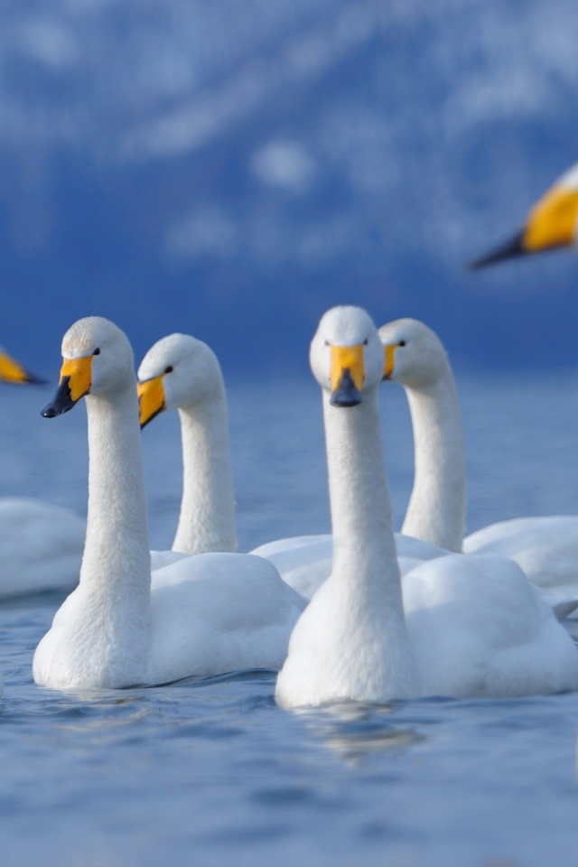 Лебеди на озере