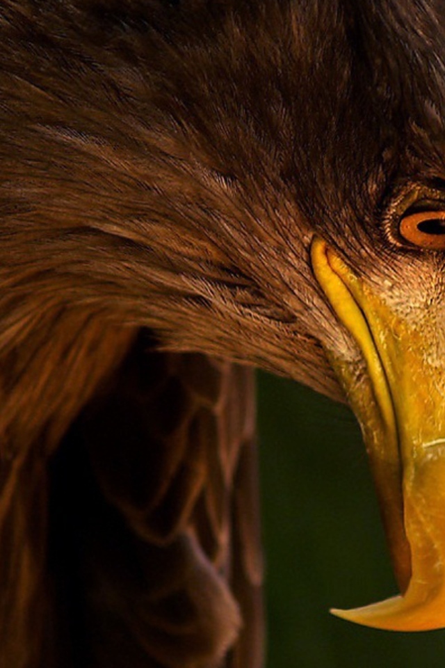 Грозный орел