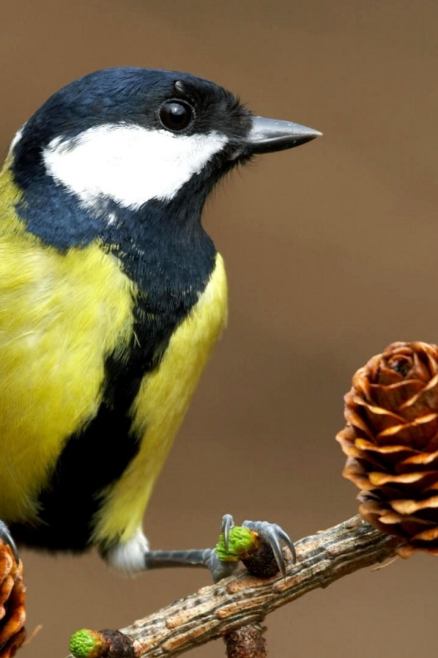 Синица на ветке