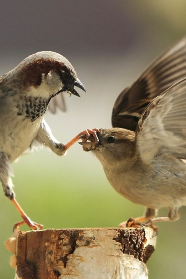 Два воробья