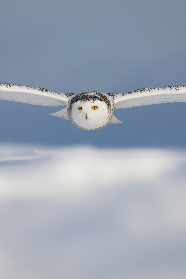 Белая сова