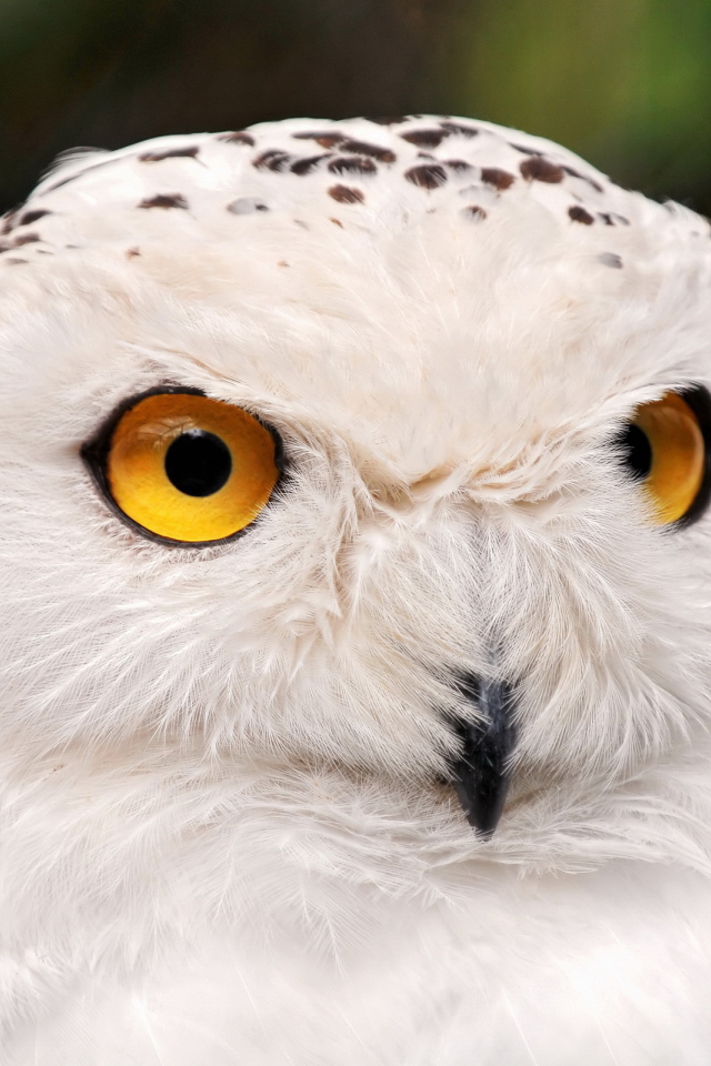 Белая сова