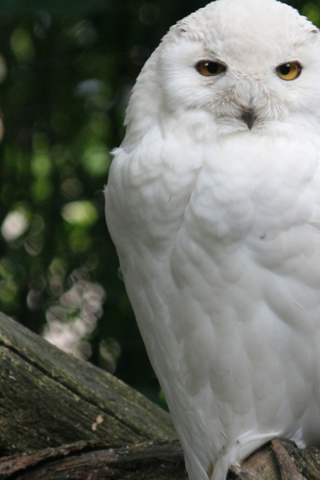 Белая сова на ветке
