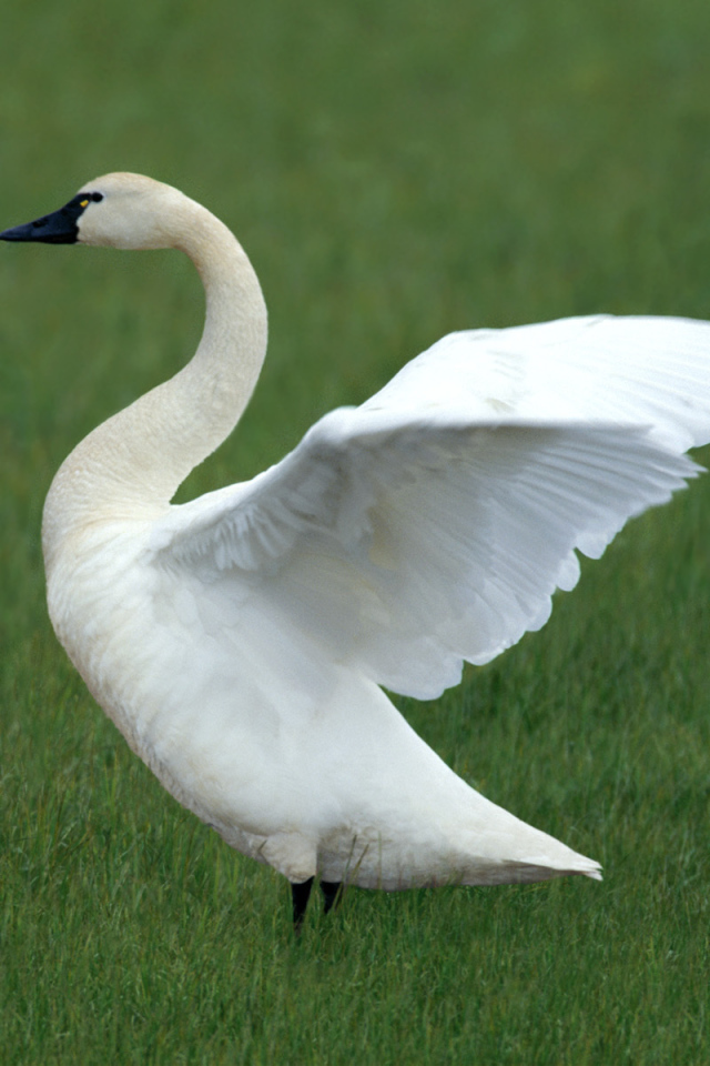 Белый лебедь и утенок