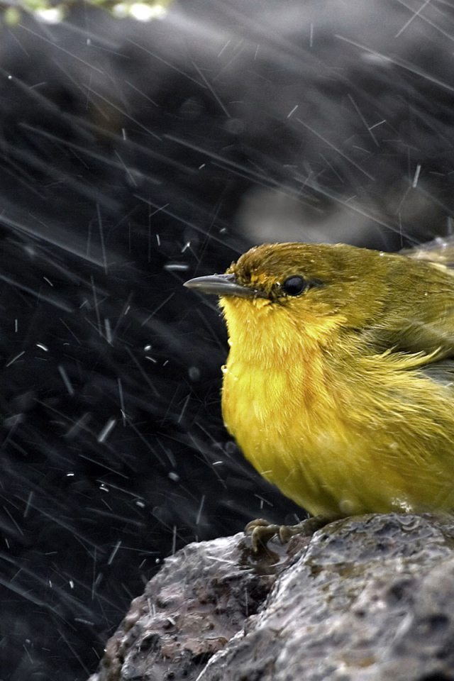 Желтая Древесница