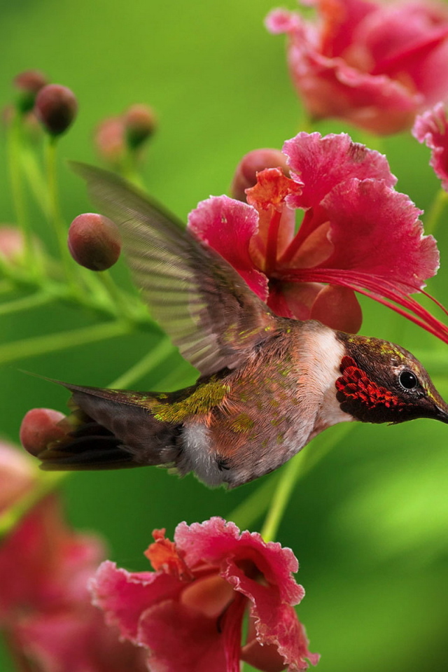 маленькая Колибри